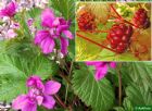 Vis produktside for: Rubus X Stellarcticus Anna